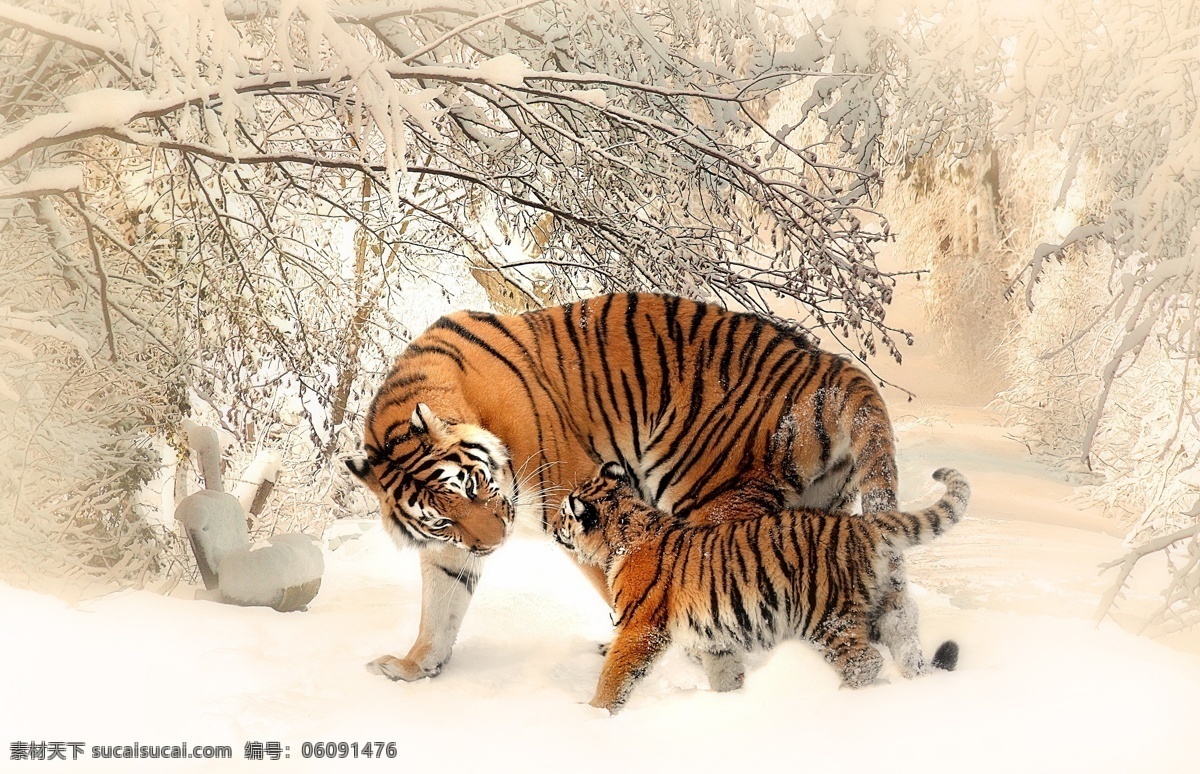 雪地 中 嬉戏 打闹 老虎 雪地中嬉戏 打闹的老虎 动物 自然 风景 风光 白雪 雪景 积雪 小虎 生物世界 野生动物