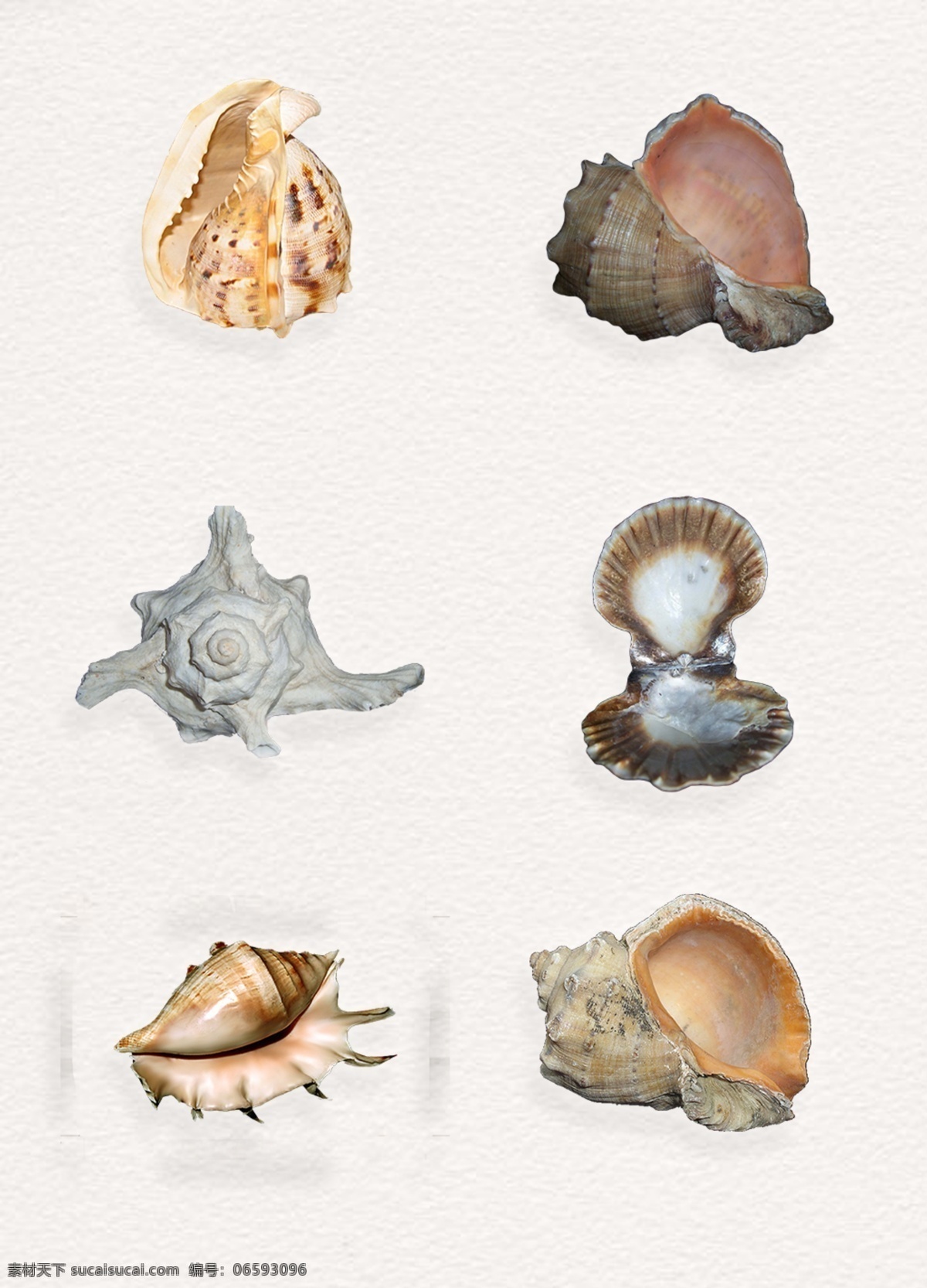 新鲜 海螺 静物 海鲜 新鲜海螺 美食 生鲜 产品实物 海螺免扣元素