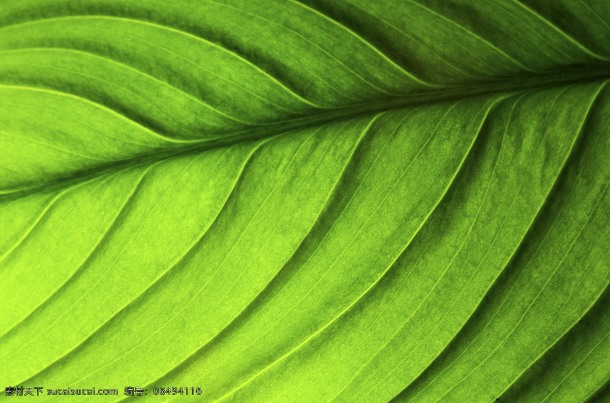 植物 绿叶 纹理 特写 横构图 绿叶纹理 叶子 纹理背景 背景 绿色 高清图片 花草树木 生物世界