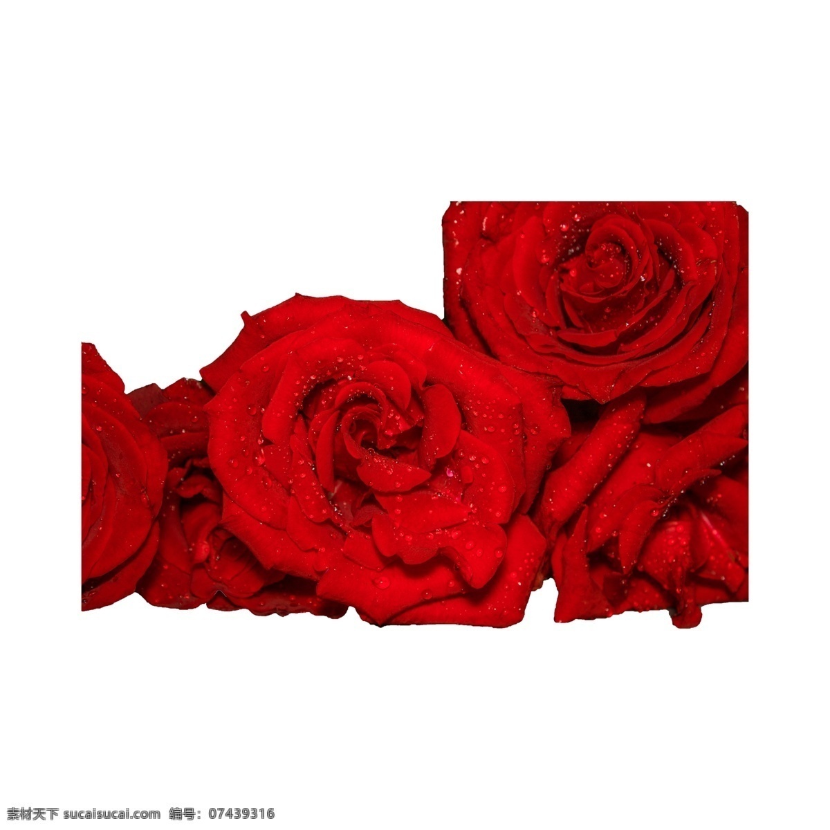 情人节 红玫瑰 实物 拍摄 免 抠 鲜花 花卉 植物 爱情 红玫瑰免抠 玫瑰 红色