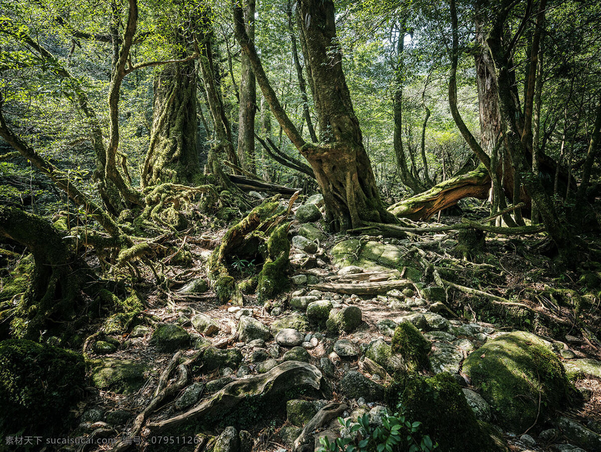 苔藓 森林 树木 树 树林 自然景观 自然风景
