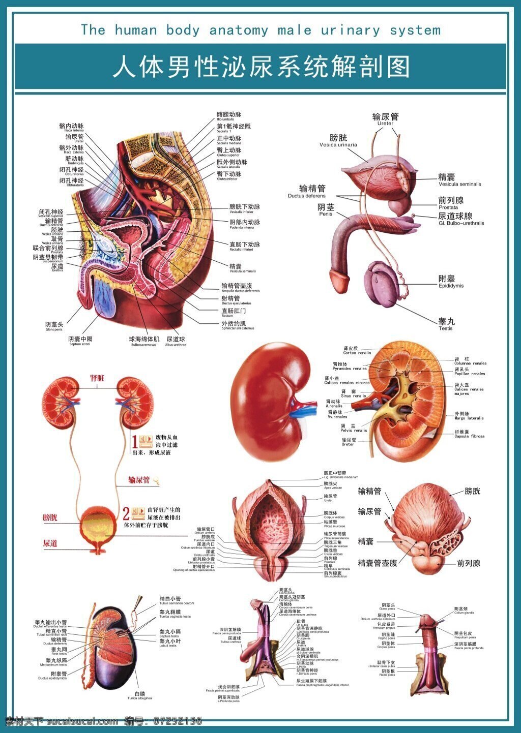 医学 展板 人体 男性 泌尿 系统 解剖 图 高清 解剖图 高清psd 白色