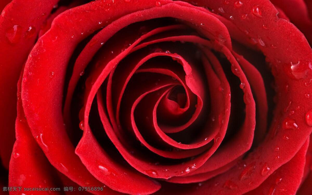 紅玫瑰 花 露珠花 艷麗 嬌艷 自然景觀