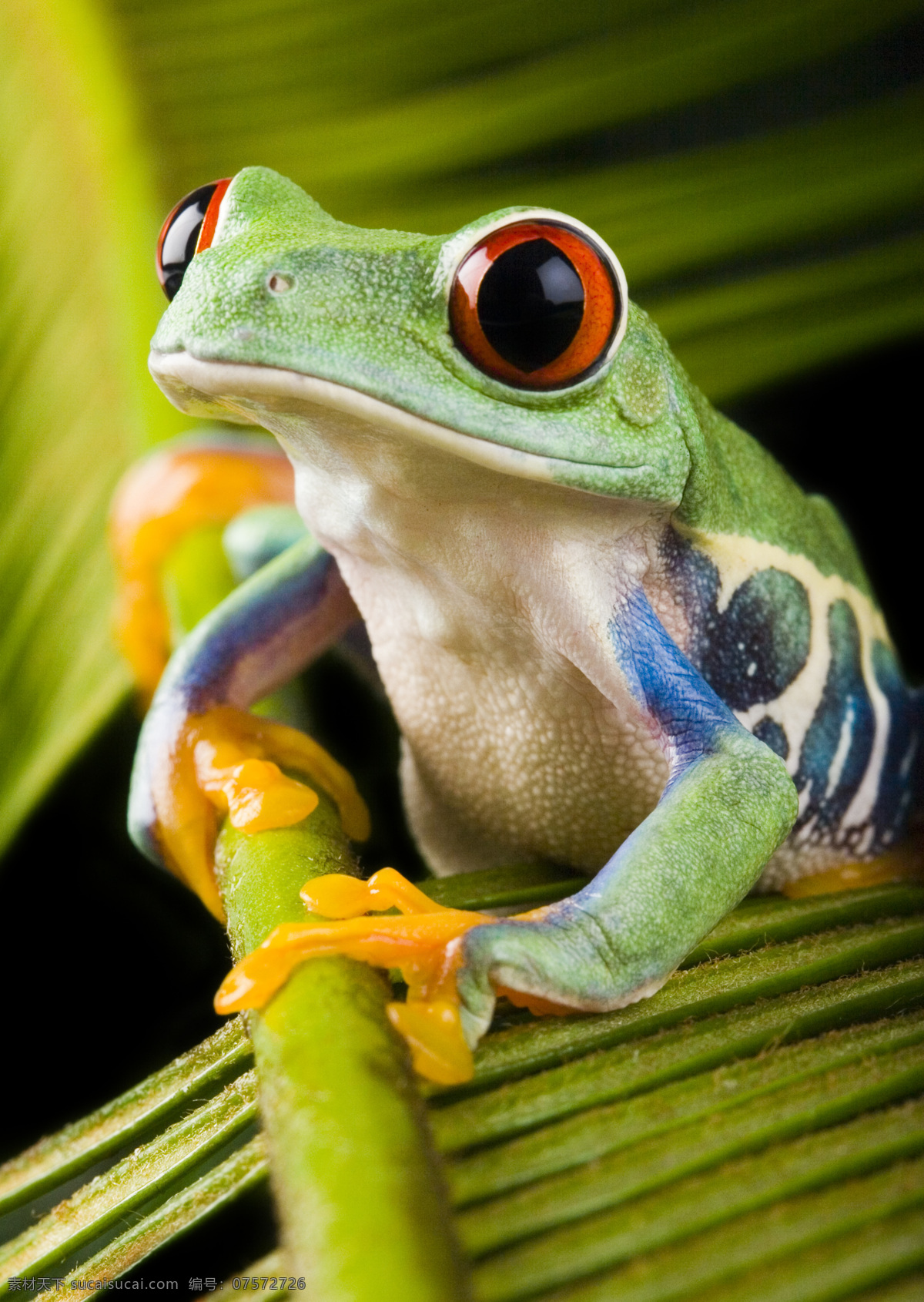炫酷树蛙 唯美 炫酷 树蛙 动物 可爱 蛙类 生物世界 野生动物