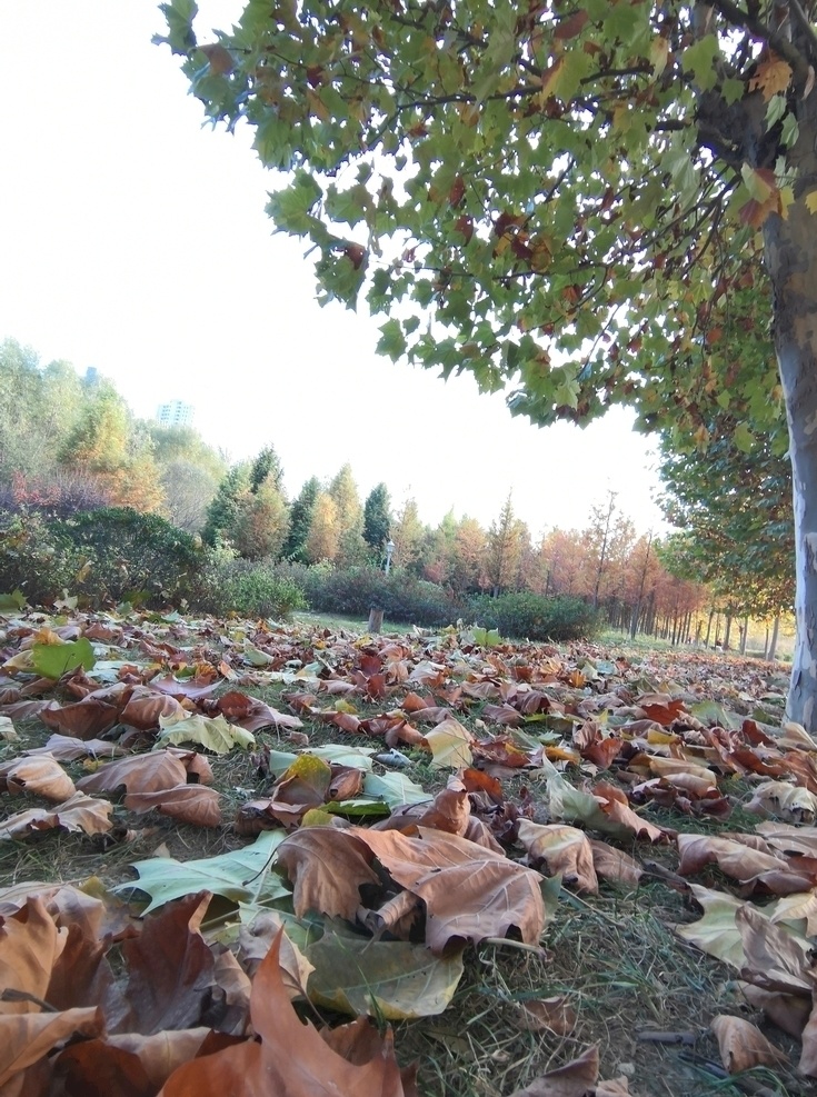 秋季魅力图片 色彩 树木 秋季 公园 树叶 落叶 随手拍 建筑园林 园林建筑
