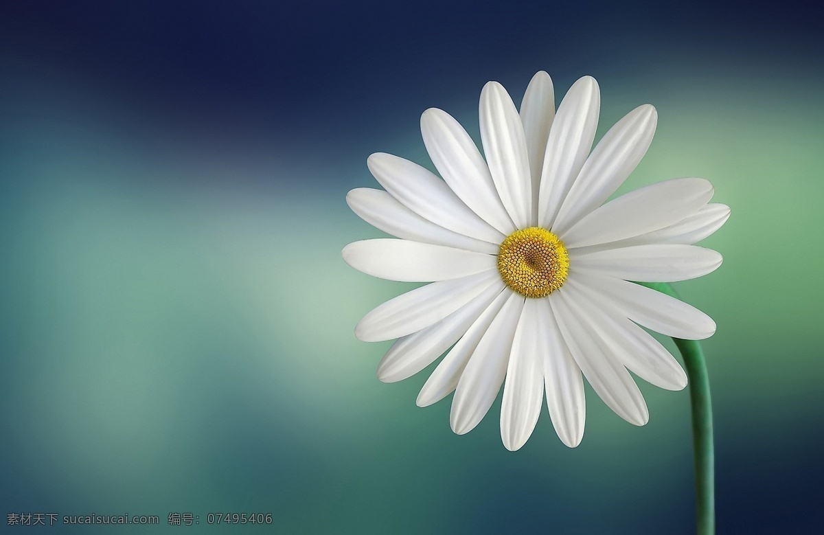 白色雏菊 天真 和平 希望 纯洁 美 爱 白 干净 美好 自然风光 生物世界 花草