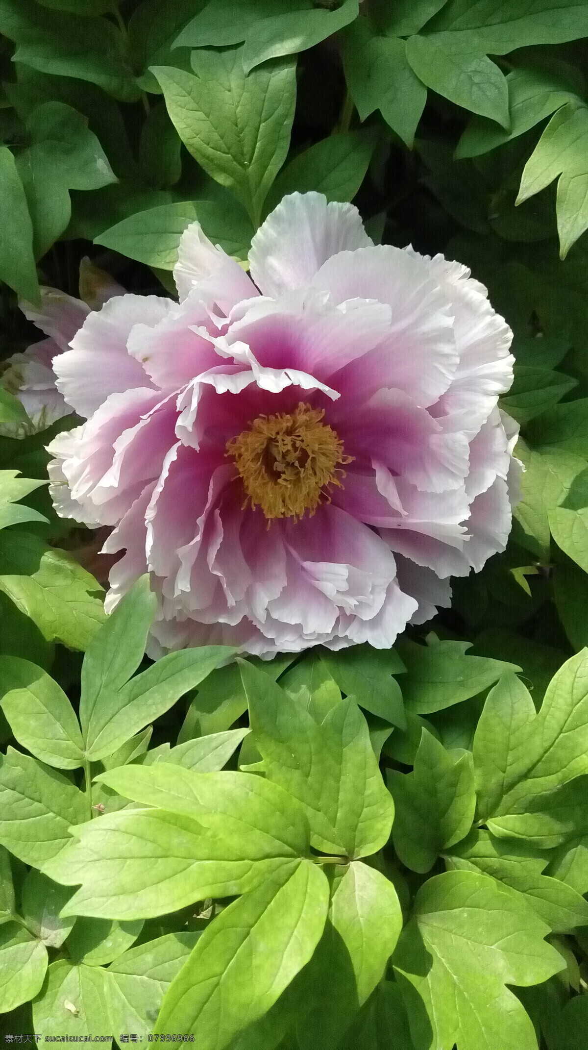 洛陽 牡丹 花會 鮮花 粉牡丹 花草 生物世界