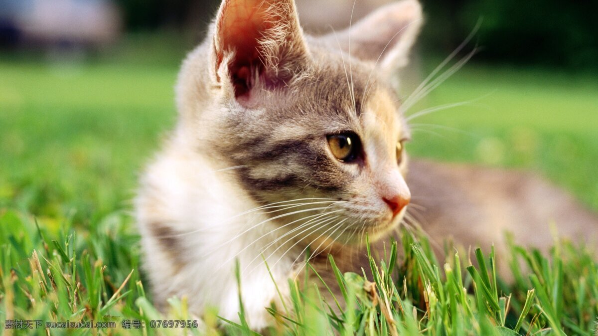 猫咪壁纸 猫咪 喵星人 猫 壁纸 萌宠 绿色 草地 生物世界 家禽家畜