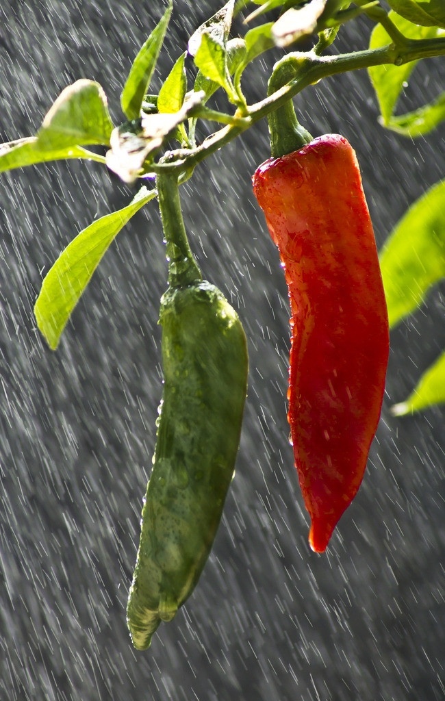 大红椒 潇湘 红色 辣椒 细雨 蔬菜 生物世界