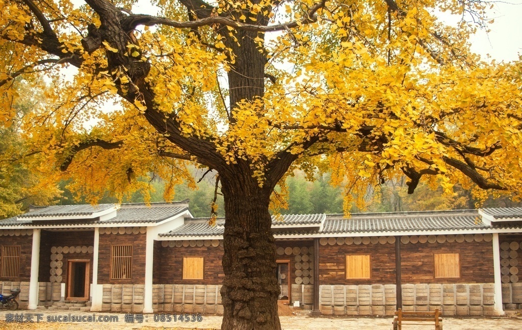 銀杏樹(shù)照片 銀杏樹(shù)攝影 銀杏樹(shù)圖片 銀杏樹(shù)素材 銀杏樹(shù)高清圖 黃色 樹(shù)葉 風(fēng)景 秋天 葉子 楓葉 植物 自然景觀(guān) 無(wú)人 自然現(xiàn)象 寧?kù)o 彩色圖片 白晝 美麗的 水平構(gòu)圖 自然地理 北京 中國(guó) 自然美 季節(jié) 環(huán)境保護(hù) 非都市風(fēng)光 銀杏 秋分 公園 生物世界 樹(shù)木樹(shù)葉