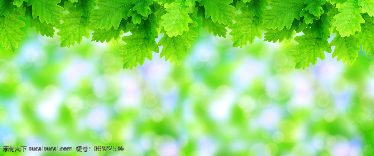 植物 绿叶 特写 高清 娇嫩的绿叶 高清图片 叶子 植物特写 嫩绿 环保 生态 生物世界 树木树叶