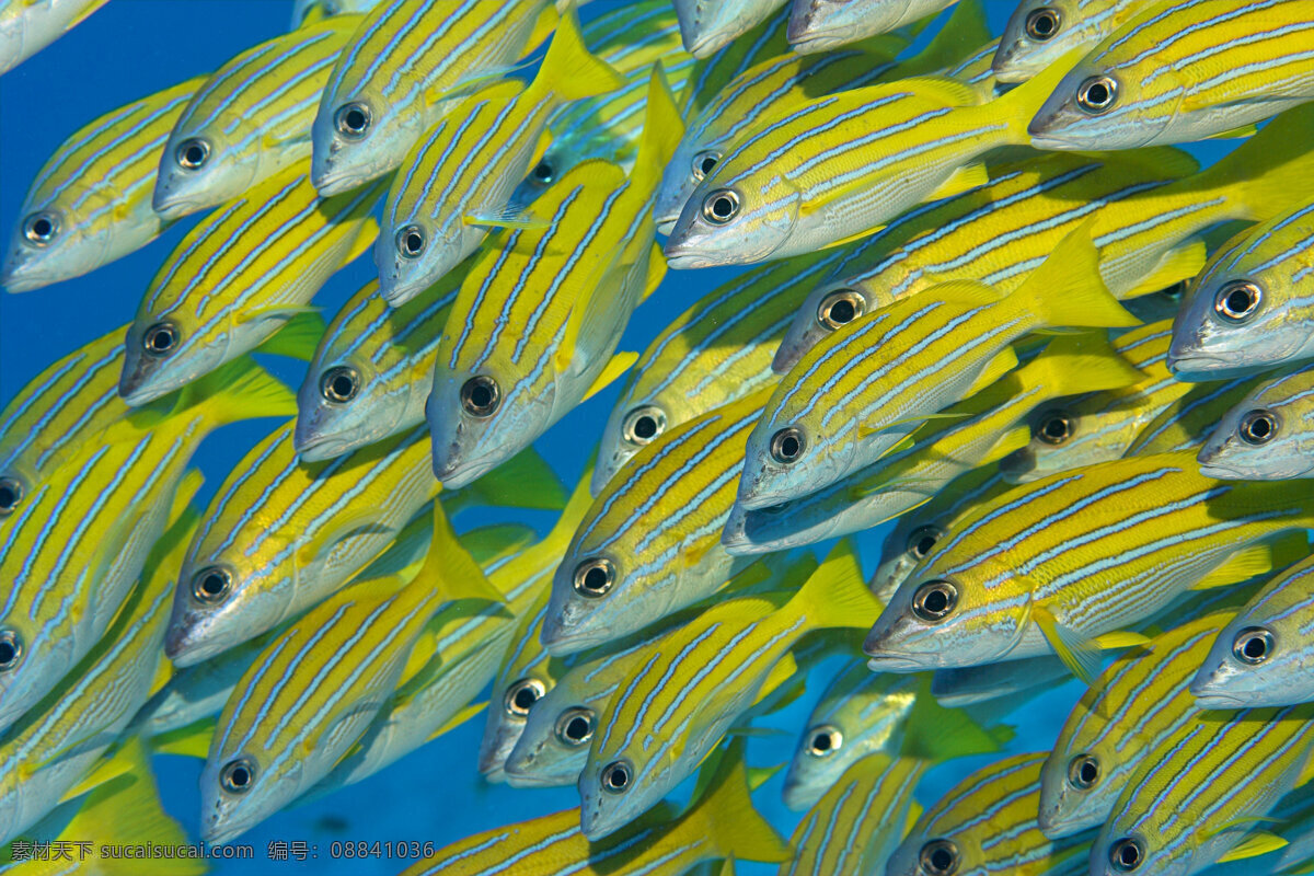 魚群特寫 海底攝影 魚群 海底世界 海底 海洋 大海 海中生物 自然界 魚類 海魚 海洋海邊 自然景觀 黃色
