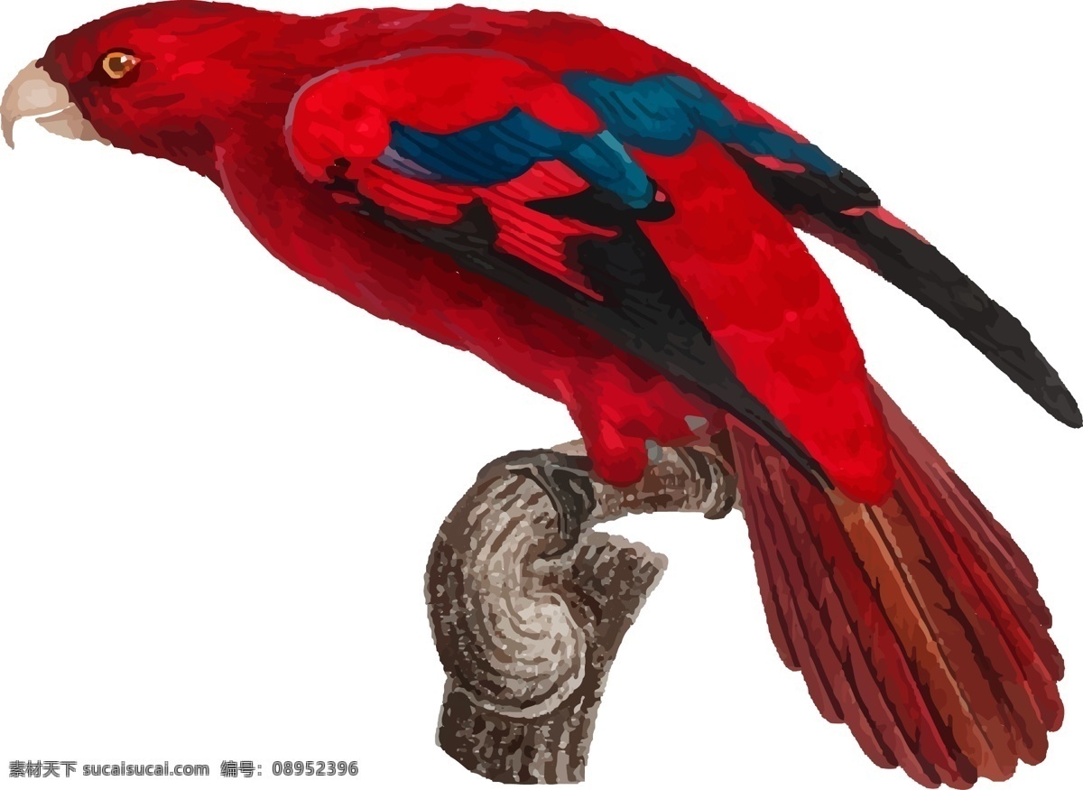 鸟类 鹦鹉 手绘 矢量 彩色 红色 元素