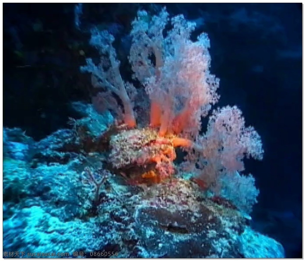 水底 世界 视频 蓝色 植物 鱼类 视频素材 动态视频素材