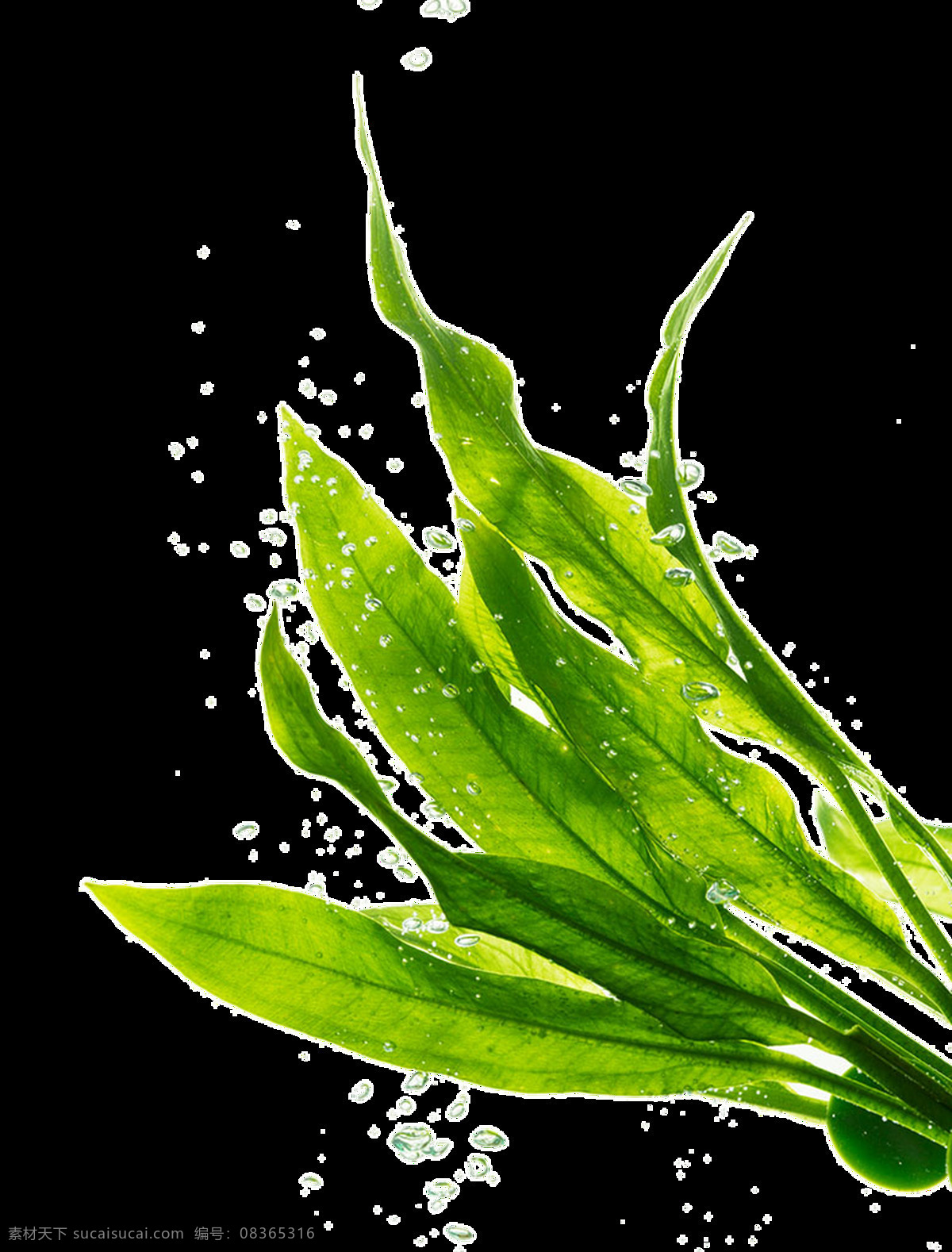 翠绿 嫩叶 透明 生长 卡通 抠图专用 装饰 设计素材
