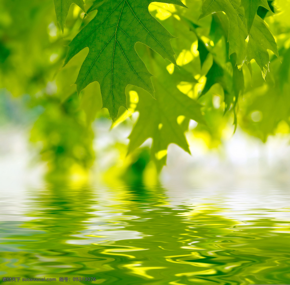 漂亮 水景 倒影 系列 高清 波纹 高清图片 绿色 绿叶 树叶 阳光 涟沥 水 y大宝