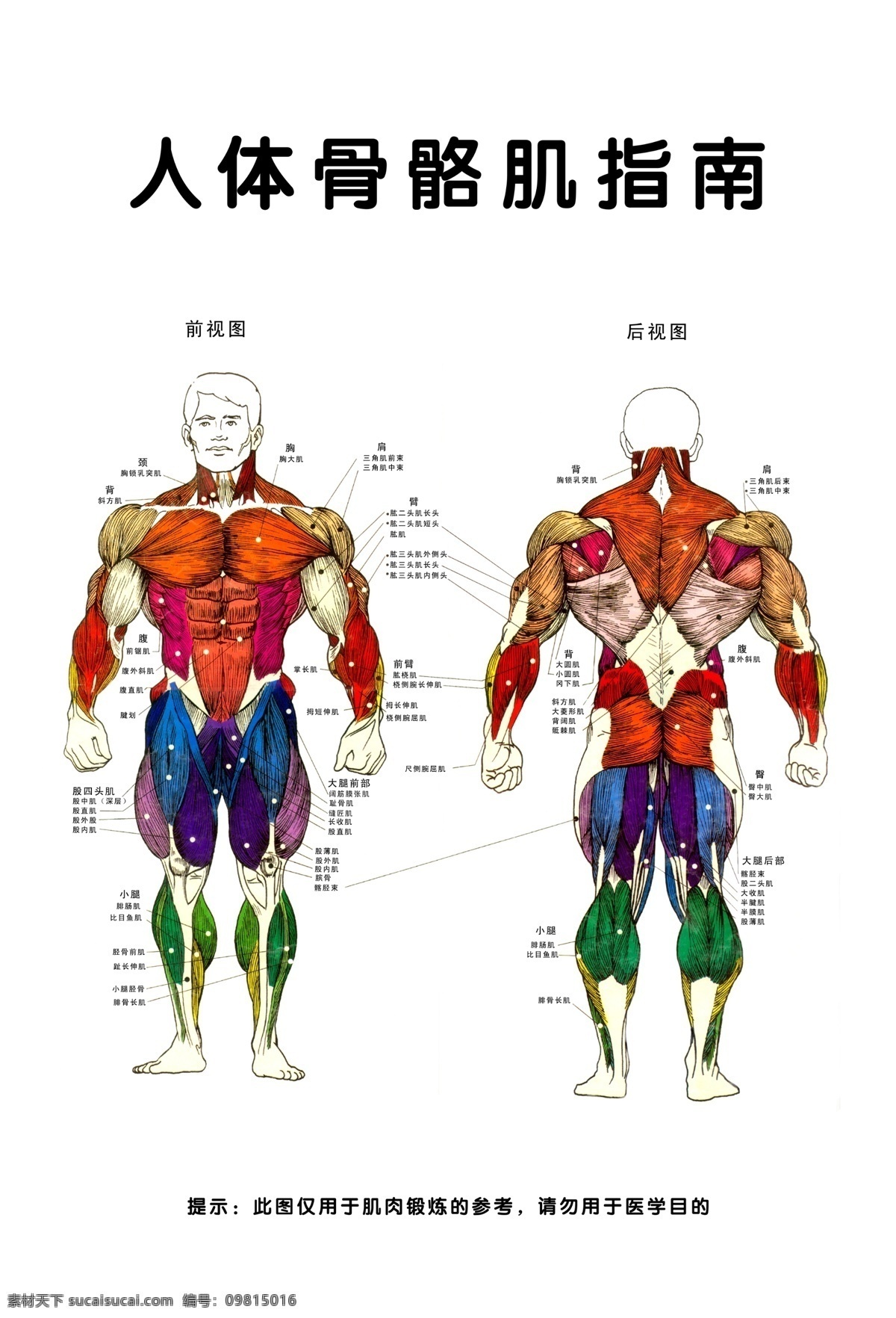 人体骨骼肌 人体肌肉 肌肉分布 人体肌肉分布 肌肉 人体 分层