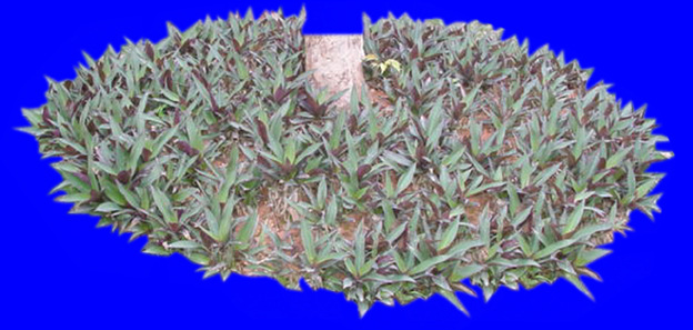 植皮 草地 草坪 草皮 園林植物 配景素材 園林 建筑裝飾 設(shè)計素材 3d模型素材 室內(nèi)場景模型