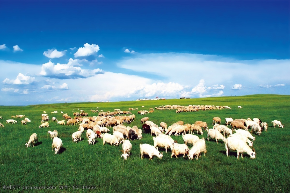 草原 蓝天白云 羊群图片 羊群 天空 背景板 展板 分层