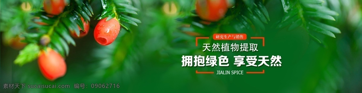 擁抱綠色 享受自然 紅豆杉 杉木 柏木 自然景觀