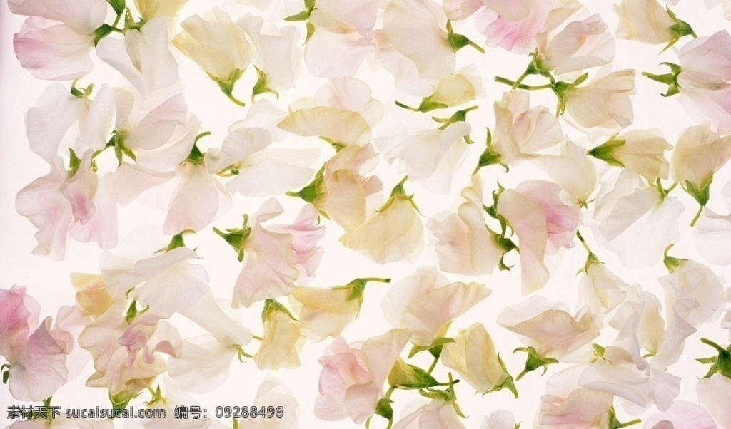 白色 花朵 背景图片 白色花朵背景 花 壁纸 背景 底纹边框 背景底纹