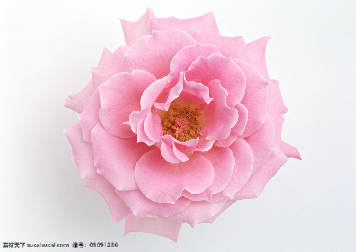 粉色 月季 粉玫瑰 花寫真 玫瑰 攝影圖 微距 寫真 月秀 生物世界