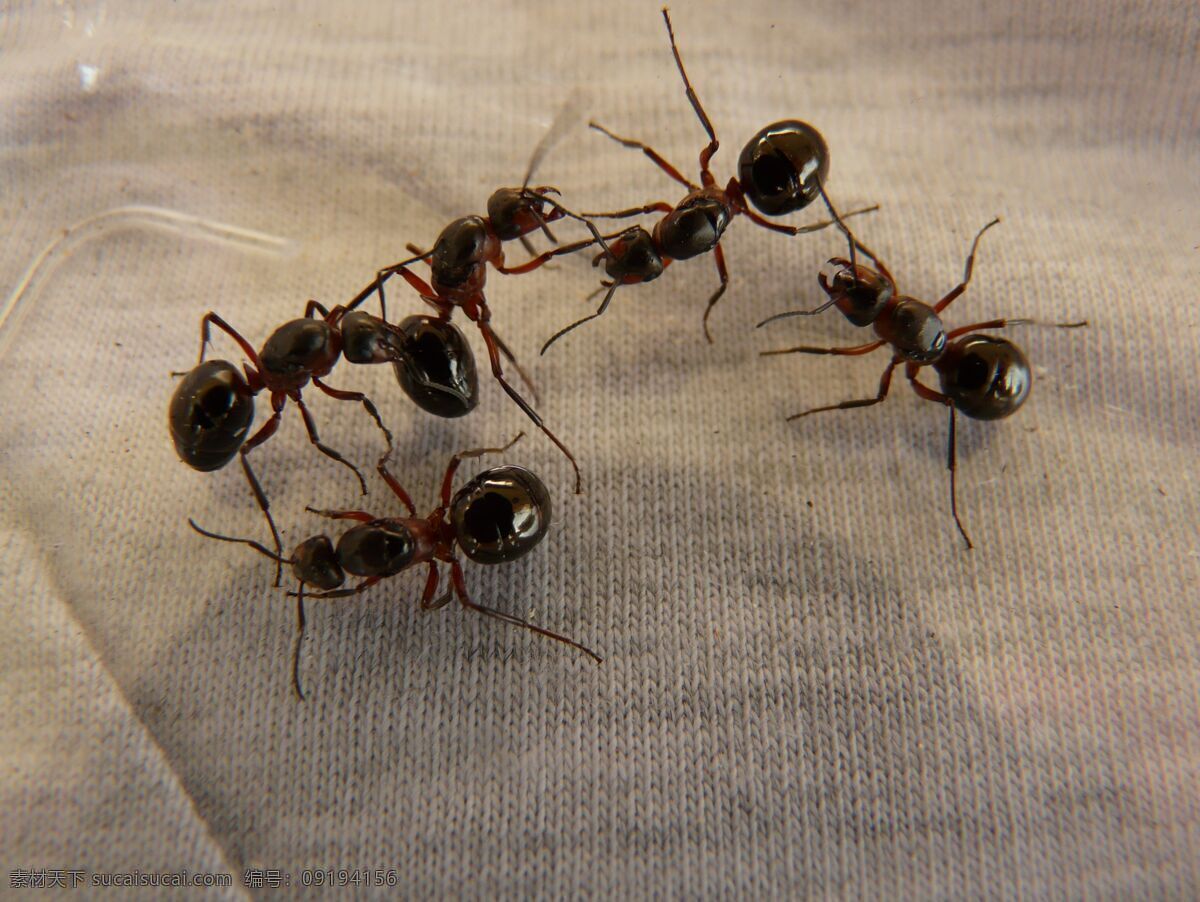 勤劳的小蚂蚁 小蚂蚁 蚂蚁 黑蚂蚁 毒蚂蚁 工蚂蚁 微距摄影 生物世界 昆虫