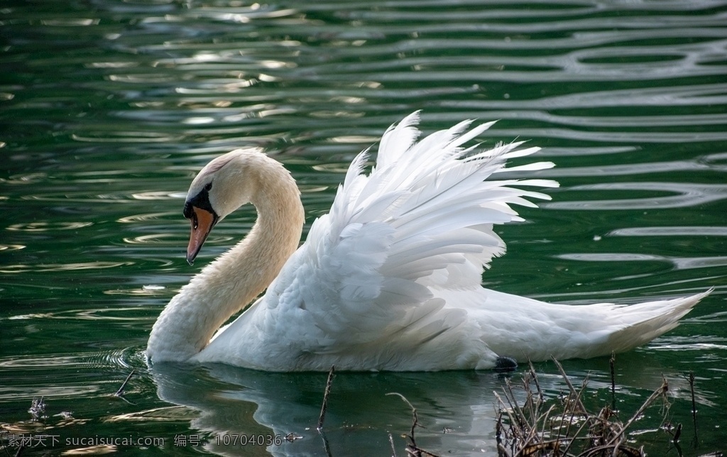 白天鹅 湖面 镜面 白色 羽毛 精致 景观 动物 生物世界 其他生物
