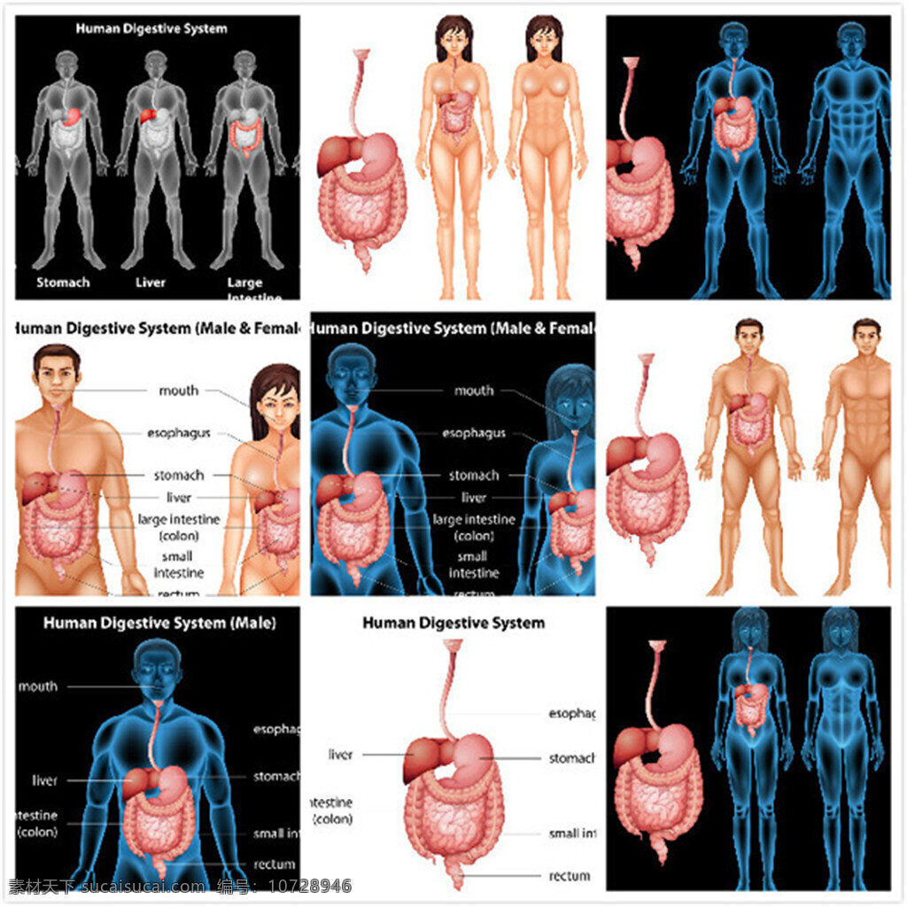 消化系统剖析 人体 器官 消化系统 解剖 肝掌