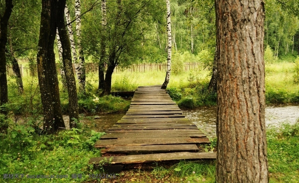 树林间的木桥 森林 林间 树木 木桥 小桥 小路 风景图片 自然景观 自然风景