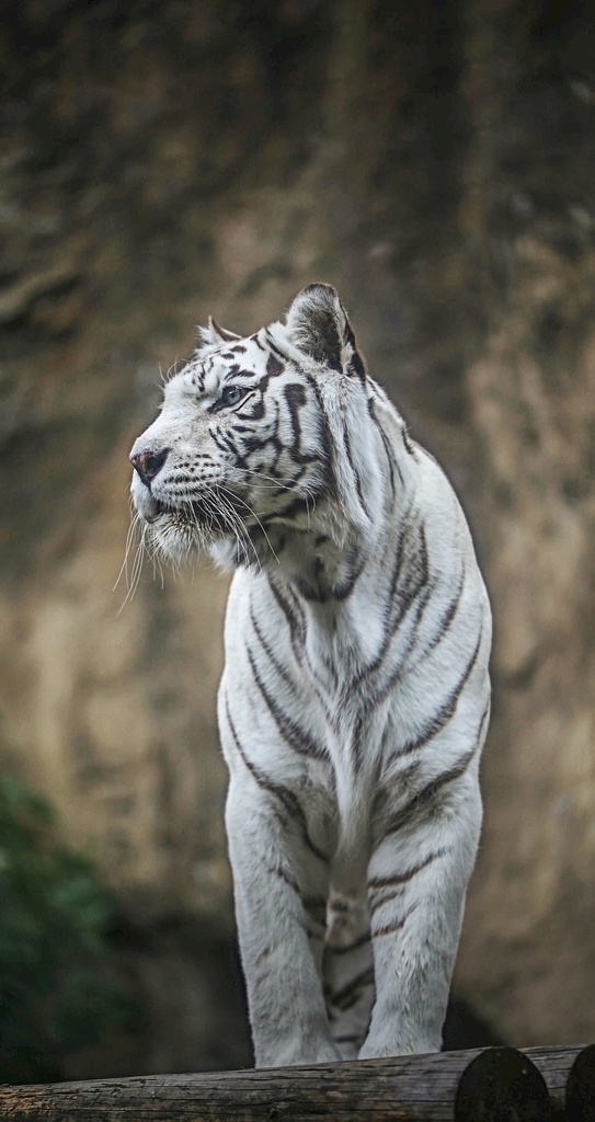 白虎 大猫 猫咪 小猫 喵星人 宠物 动物 可爱 猫主子