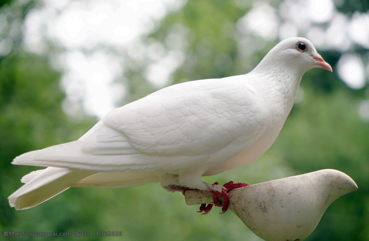 白鴿空山鳥語 白鴿 鴿子 鵓鴿 和平 白鳥 鳥兒 鳥類 飛禽 動物 生物世界