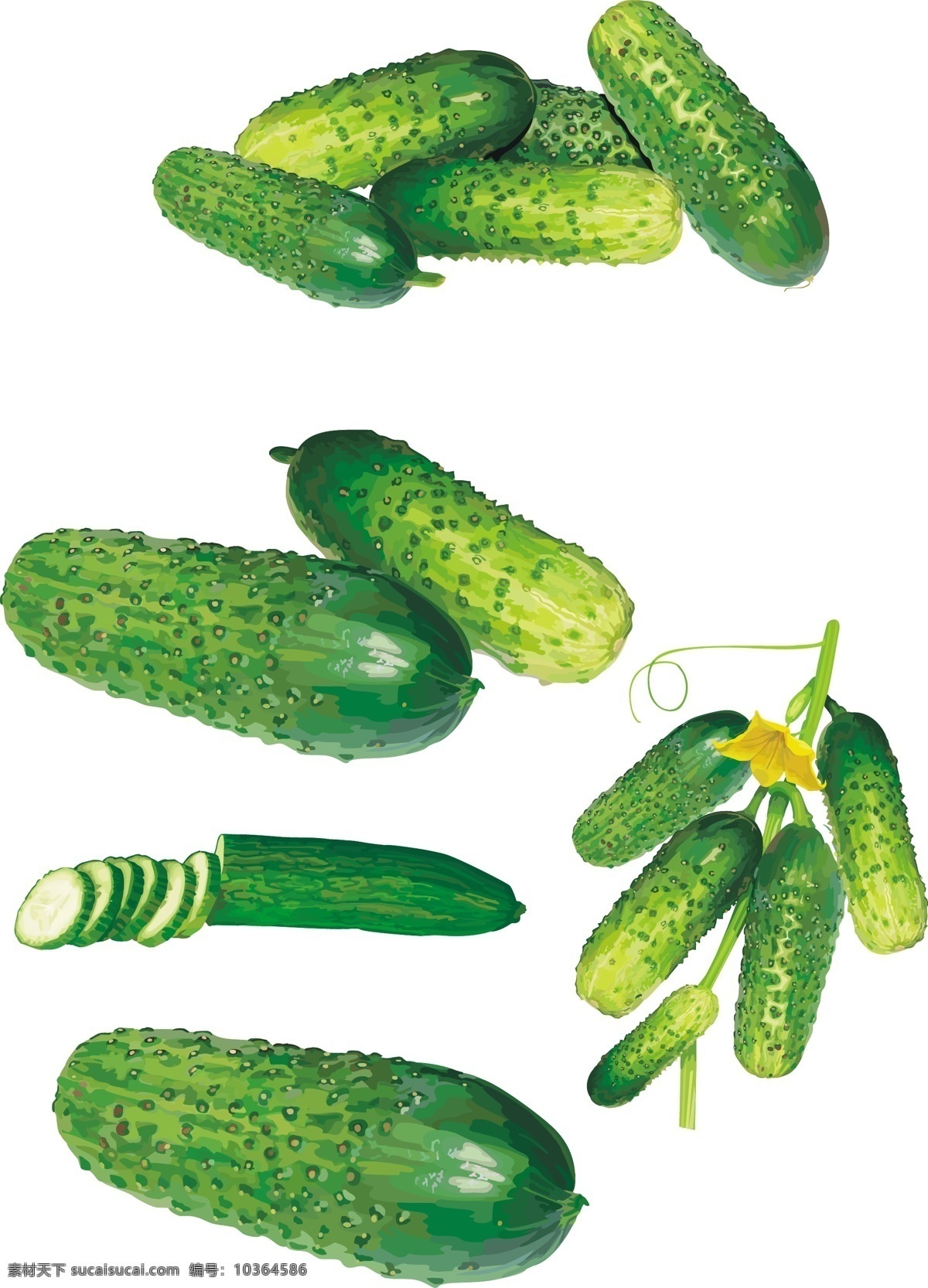 超越 現(xiàn)實 黃瓜 向量 媒介生物學(xué) 矢量蔬菜黃瓜 超過 實際上 矢量 vectorexceed 白色