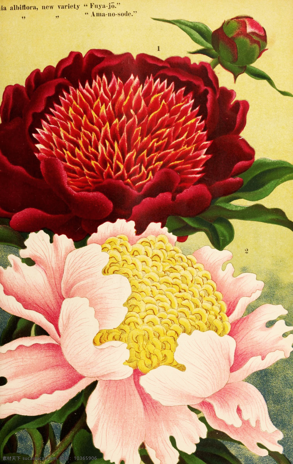 復(fù)古 鮮花 主題 裝飾 圖案 png免摳 植物 花卉 歐美復(fù)古 手繪 花朵葉子 裝飾圖案 水彩繪畫 植物花朵 圖譜 復(fù)古色調(diào) 綠葉 油畫元素 彩色 精美繪畫 繪畫素材 布藝花朵 美式復(fù)古 古典 鮮花主題 裝飾畫 海報(bào) 掛畫 英文藝術(shù)字