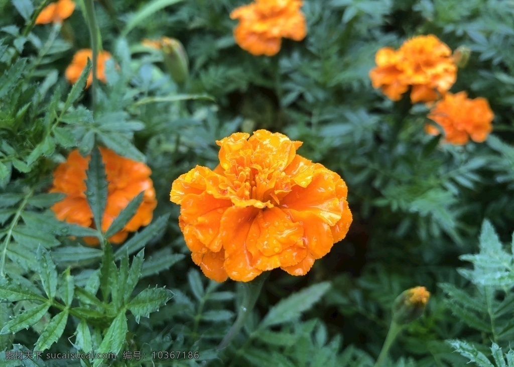 花叢 花 橙色 綠色 花草 菊花 清新 花蕾 萬壽菊花叢 生物世界