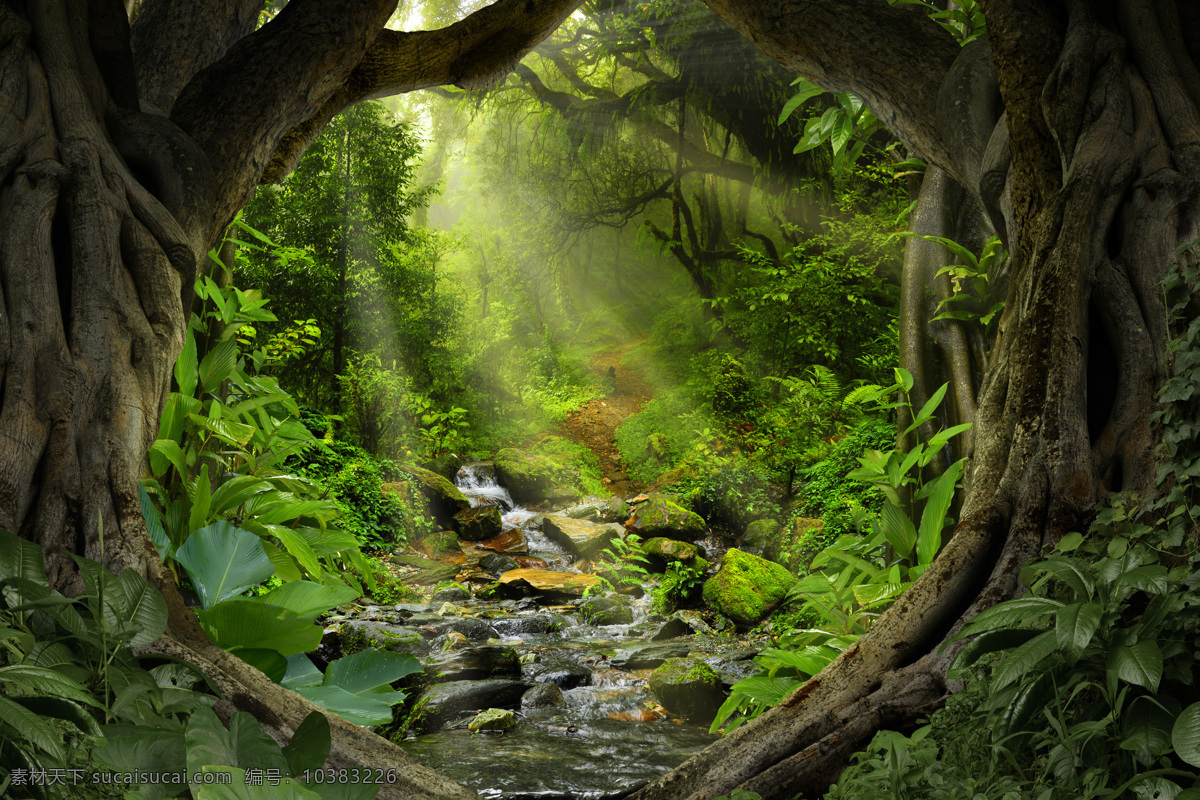 梦幻 森林 风景图片 原始树木 阳光 小溪 自然风景 自然景观 山水风景