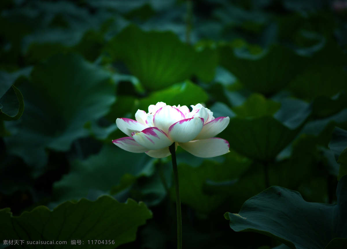 荷花 花 樹 春天 桃李 櫻花樹 桃花樹 花朵 花卉 自然 美麗 粉花 攝影圖 高清攝影圖 自然景觀 田園風(fēng)光