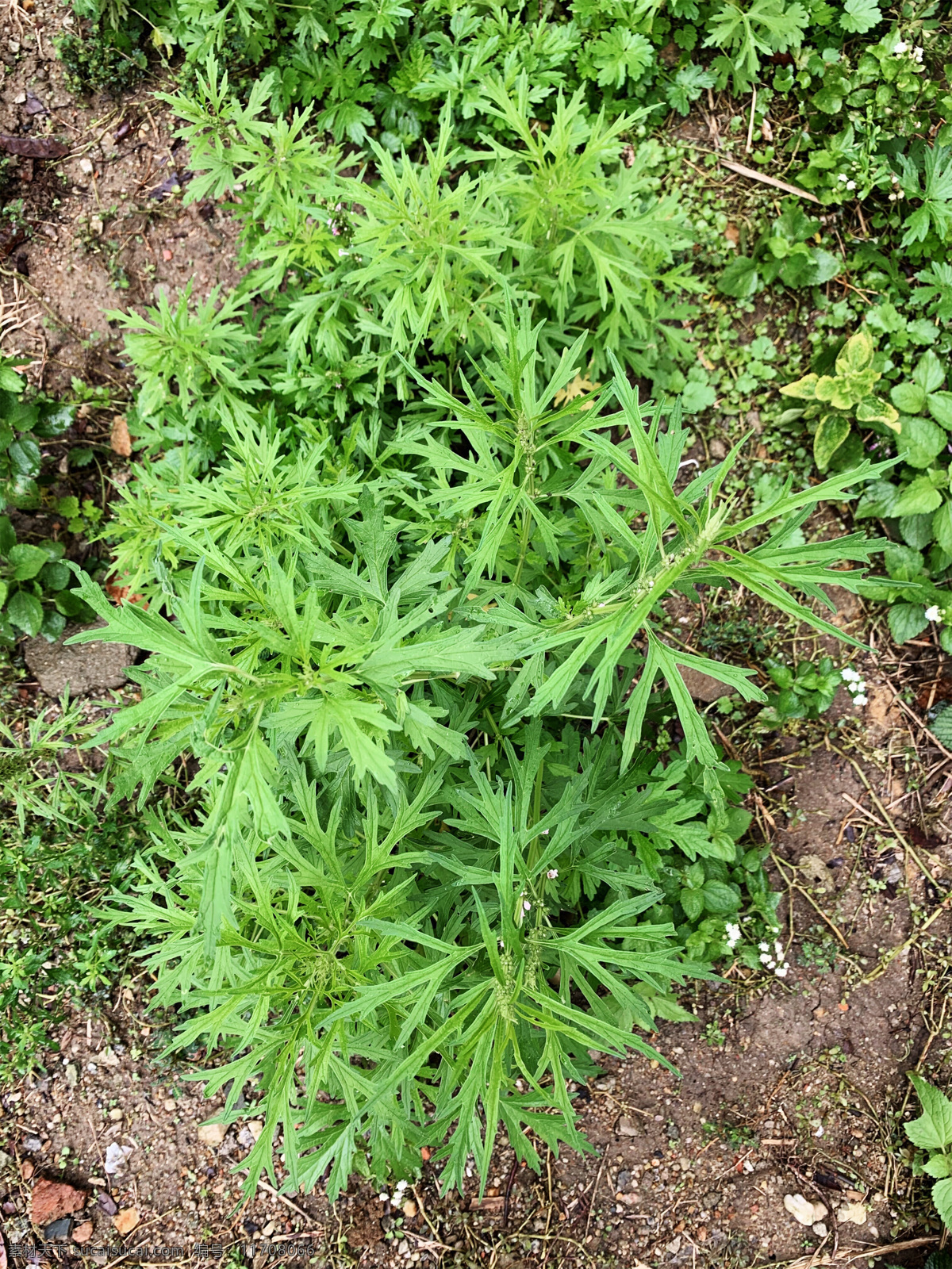 艾草图片 艾叶 艾草 艾蒿 青团 灸草 中药材 艾草花 野生艾叶 野生艾蒿 野生艾草 驱螨虫草 中草药材 端午艾蒿 生物世界 花草