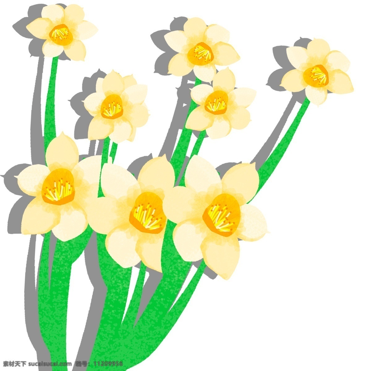 水仙 新鲜 植物 元素 花卉 插画 手绘 花 鲜花