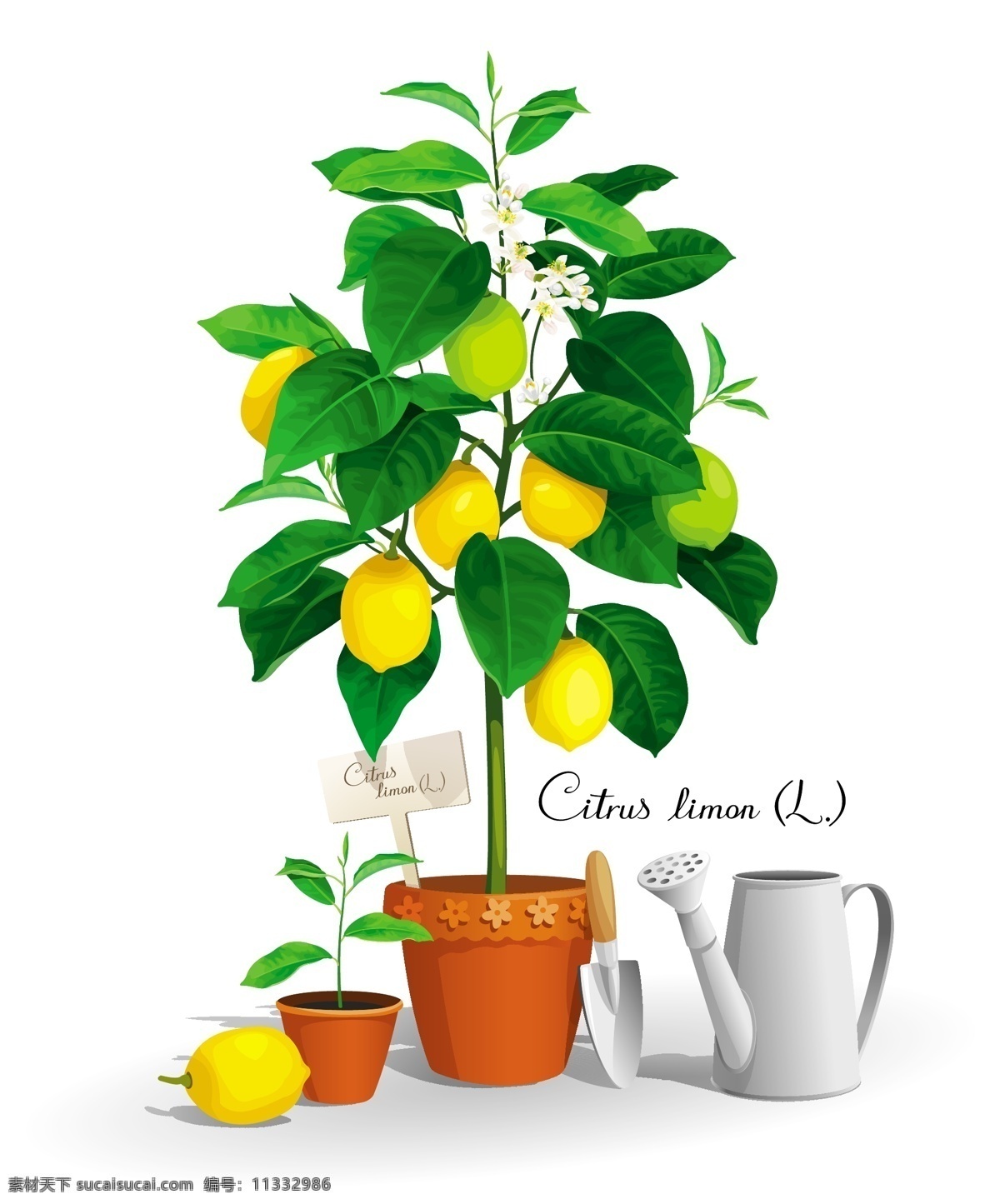 柠檬 树 矢量 柠檬树 树木 矢量素材 设计素材 背景素材