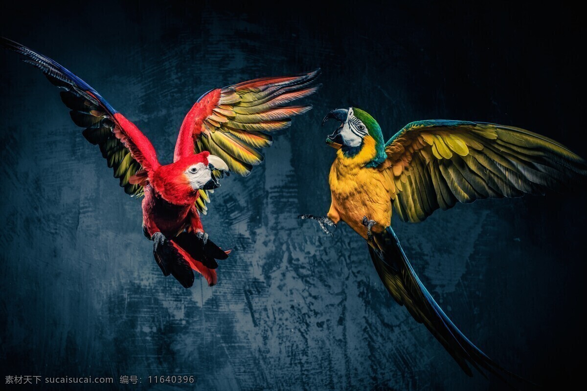 蓝色 鹦鹉 红色 两只鹦鹉 飞鸟 鸟类动物 动物摄影 飞禽 空中飞鸟 生物世界 黑色