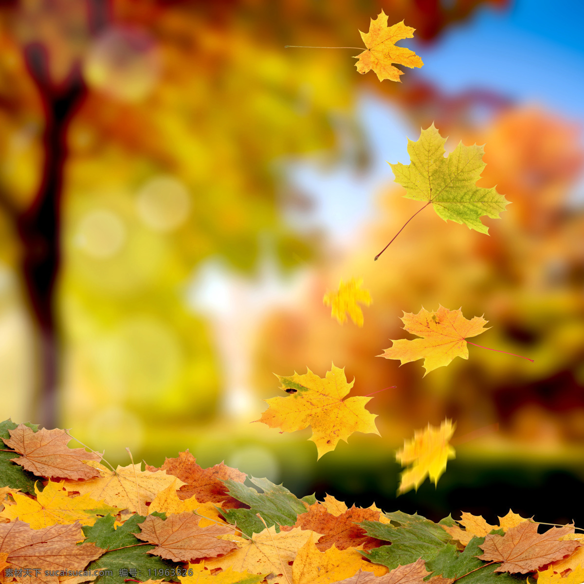 高清树叶摄影 树叶 枫叶 树叶摄影 秋天 秋季 树叶背景 花草树木 生物世界 黄色