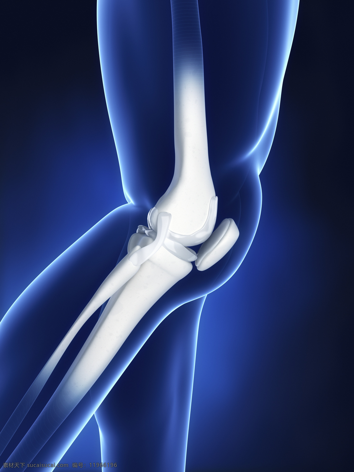 人体 膝盖 关节 骨骼 膝关节 膝盖关节 关节炎 骨骼ct 人体器官 医疗科学 医学 人体器官图 人物图片