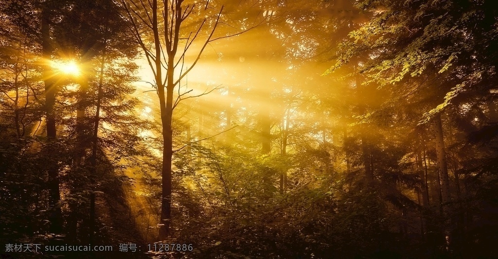 森林里的树 阳光照射 森林 树 金色 黄昏 摄影库 旅游摄影 自然风景
