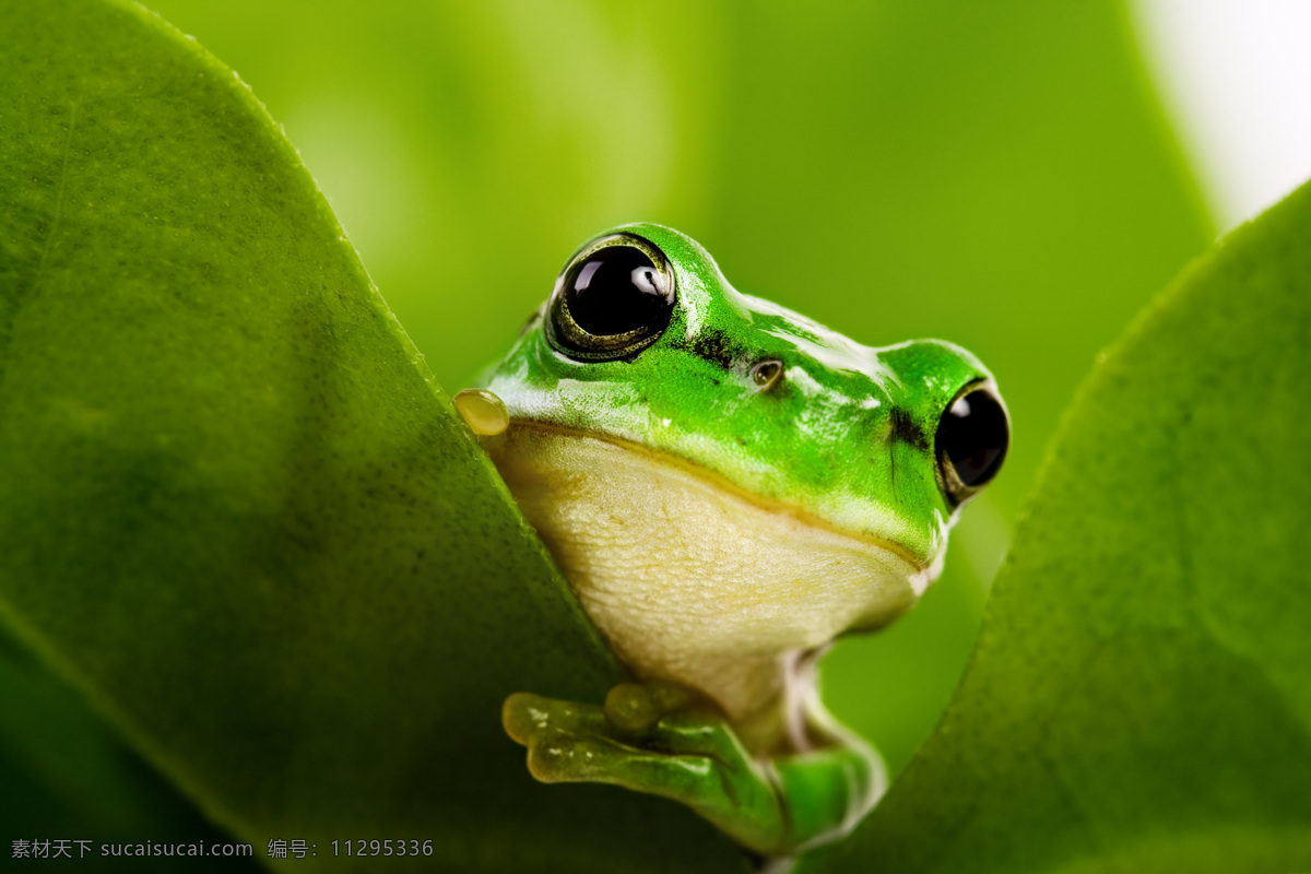 高清树蛙 树蛙 蛙科 爬行动物 无尾目 青蛙 蛙 野生 动物 生物 绿叶 野生动物 生物世界