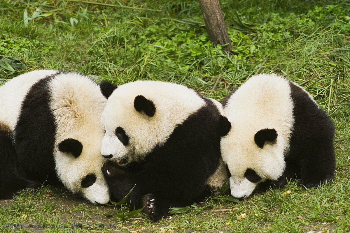 熊猫特写摄影 高清图片 jpg图库 摄影图片 大熊猫 野生动物 熊猫 生物世界 熊猫特写 草地面性 三只熊猫 睡觉的熊猫 陆地动物 黑色