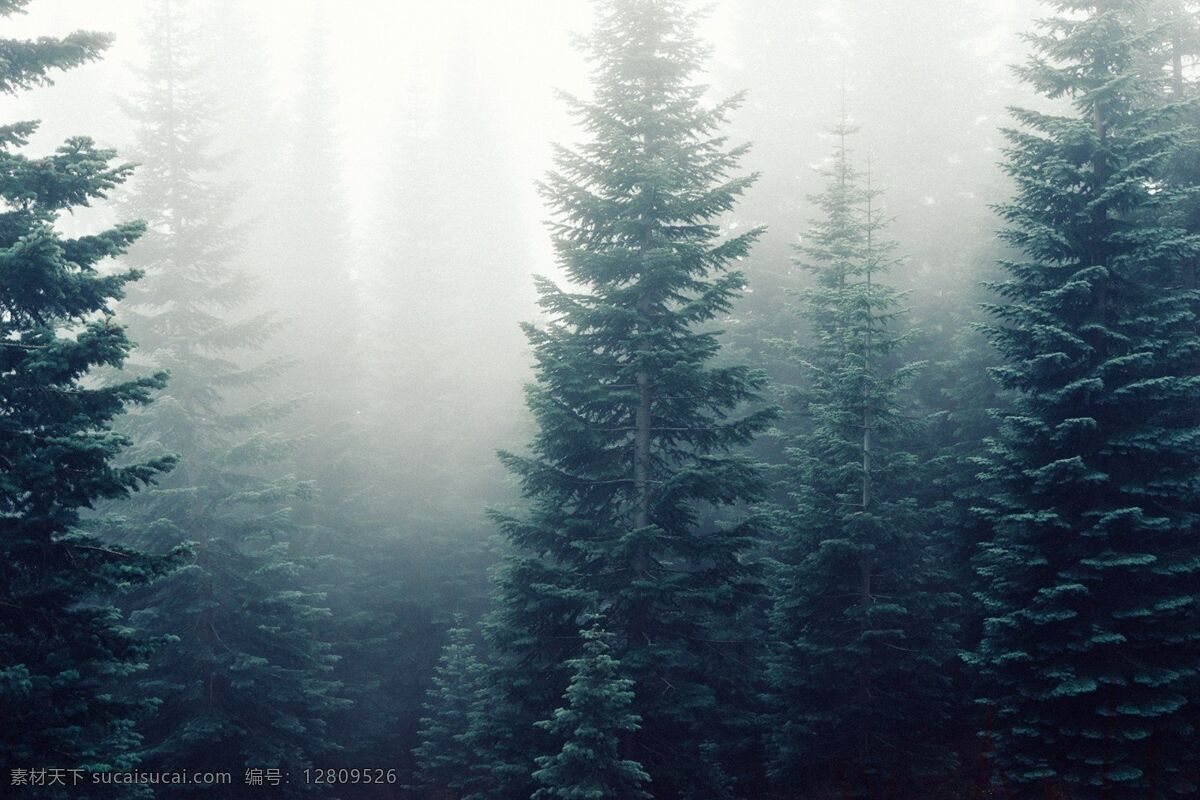 森林 树木 薄雾林间 树林 木 森林间 树木图片 生物世界 树木树叶 薄雾 清晨 林