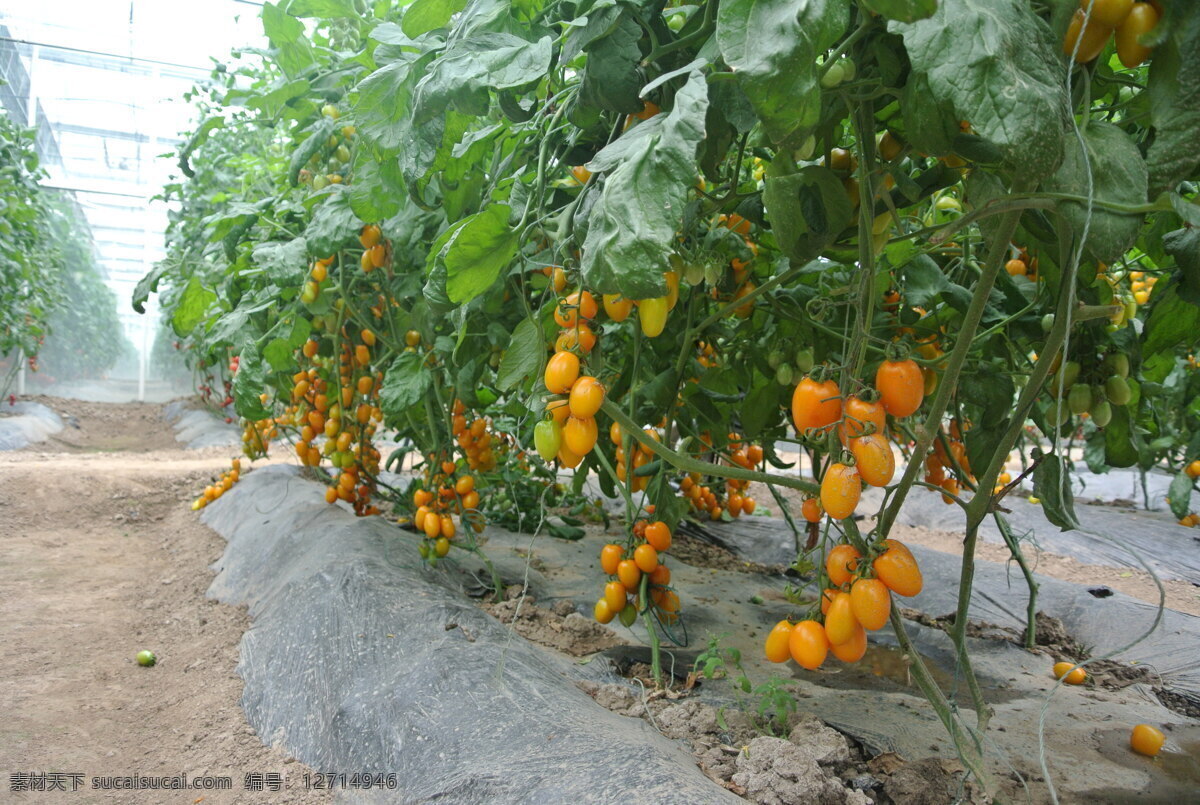 番茄 黄色番茄 甜番茄 番茄场景 小番茄 生物世界 蔬菜