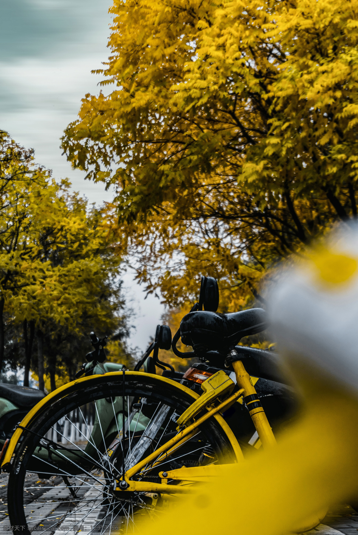 单车 共享 黄色 秋天 背景 共享单车 背景素材