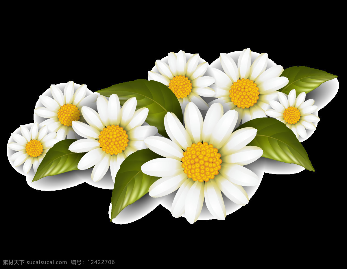 邹 菊 实景 插画 元素 png元素 白色花朵 花卉 免抠元素 太阳花 透明元素 邹菊
